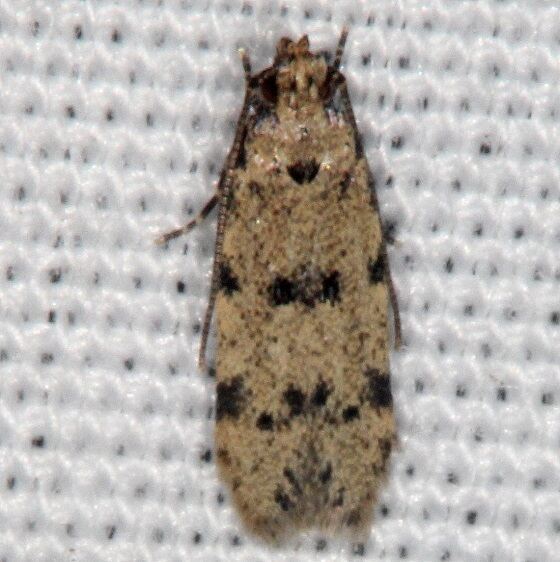 2311.99-Unidentified-Gelechiid-Moth-Collier-Seminole-St-Pk-Fl-3-3-21-2