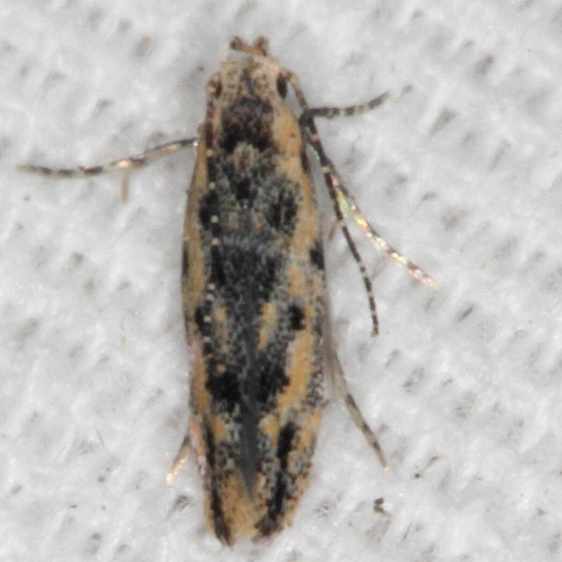 2311.99-Unidentified-Gelechiid-Moth-Collier-Seminole-St-Pk-Fl-3-4-21-1