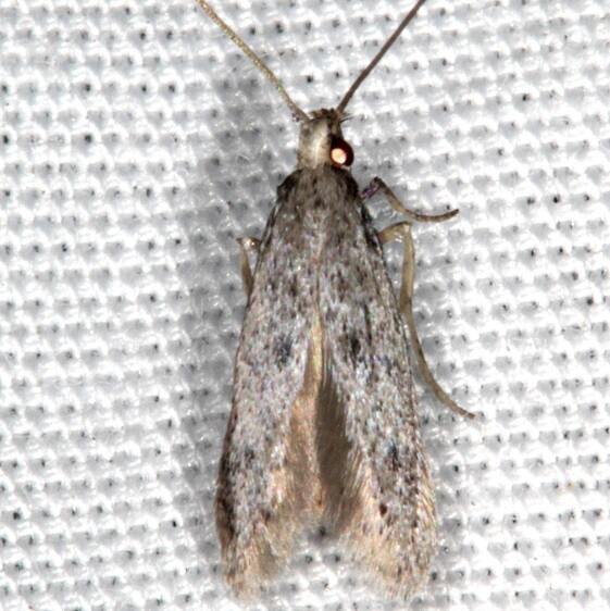 2311.99-Unidentified-Gelechiid-Moth-Collier-Seminole-St-Pk-Fl-3-5-21