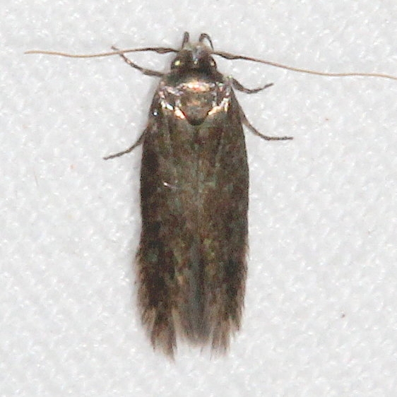 2311.99 Unidentified Gelechiid Moth Colorado National Monument 6-17-17 (37)_opt