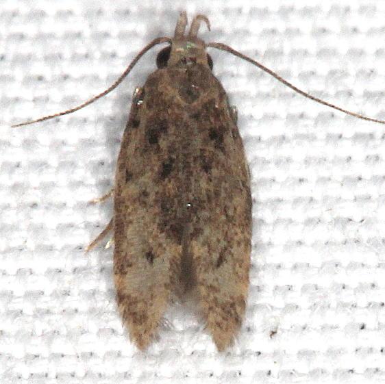 2311.99 Unidentified Gelechiid Moth Coyote Run Preserve 8-3-19