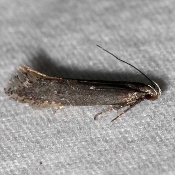 2311.99 Unidentified Gelechiid Moth Golden Gate Canyon St Pk Colorado 6-28-17 (13)_opt