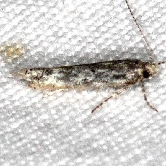 2311.99 Unidentified Gelechiid Moth Moab RV Resort Moab Utah 6-4-17 (31)_opt