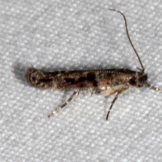 2311.99 Unidentified Gelechiid Moth Pine Lake Dixie Natl Forest Utah 5-31-17 (12)_opt