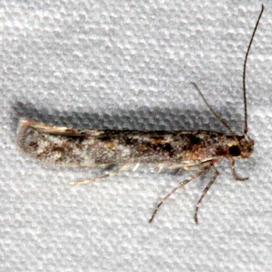2311.99 Unidentified Gelechiid Moth Pine Lake Dixie Natl Forest Utah 5-31-17 (27)_opt