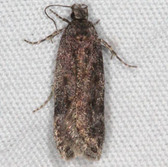 2311.99 Unidentified Gelechiid Moth Pine Lake campground Dixie Natl Forest Utah 6-2-17 (14)_opt