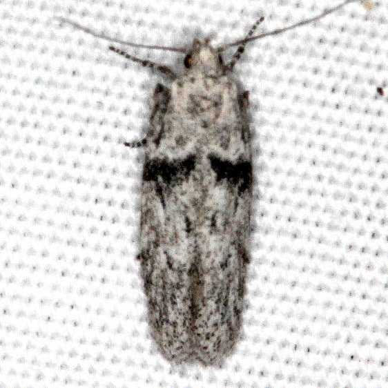 2311.99 Unidentified Gelechiid Moth White House campground Grand Staircase Escalnte Utah 5-25-17 (30)_opt