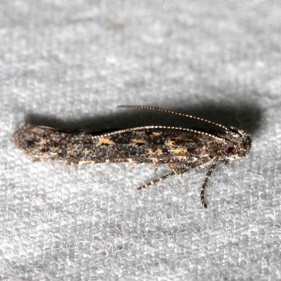 2311.99 Unidentified Gelechiid Moth1 BG Golden Gate St Pk Colorado 6-26-17 (27)_opt