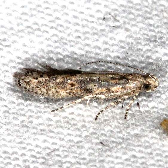2311.99 Unidentified Gelechiid Moth Moab RV Resort Moab Utah 6-3-17 (17)_opt