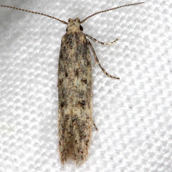 2311.99 Unidentified Gelechiid Moth Moab RV Resort Moab Utah 6-3-17 (18)_opt