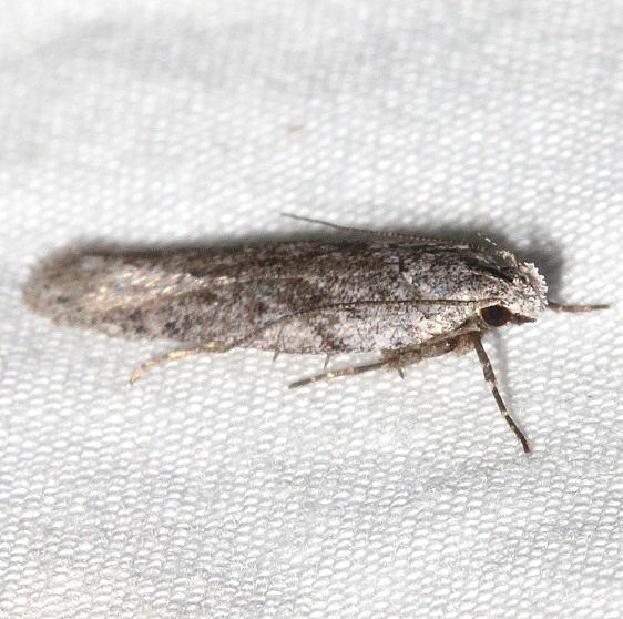 2311.99 Unidentified BG Gelechiid Moth Golden Gate St Pk Colorado 6-26-17 (48)_opt