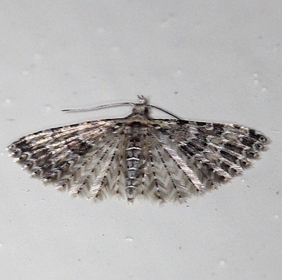 2313 Six-plume Moth Cherry Tree Inn Victoria BC 8-17-14