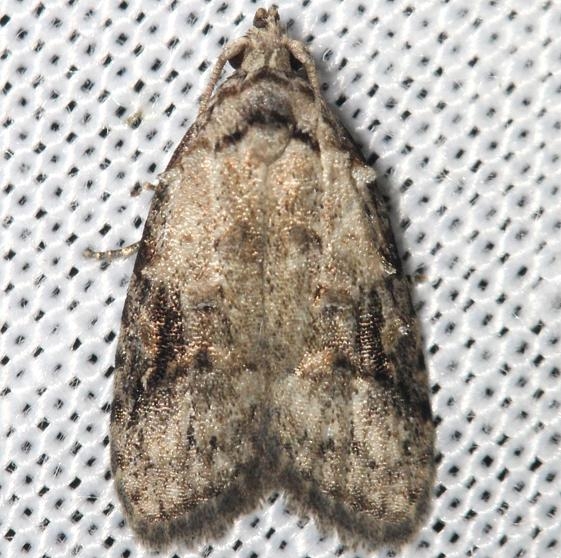 2314 Peach Fruit Moth yard 8-12-12