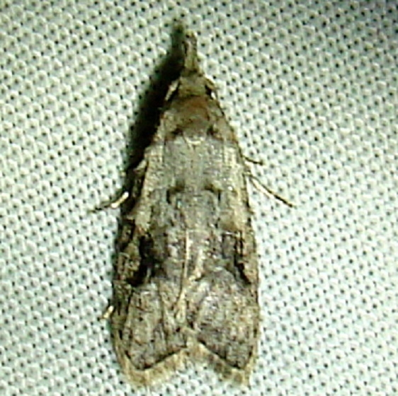 2315 Carposina fernaldana yard 8-18-11 (8)