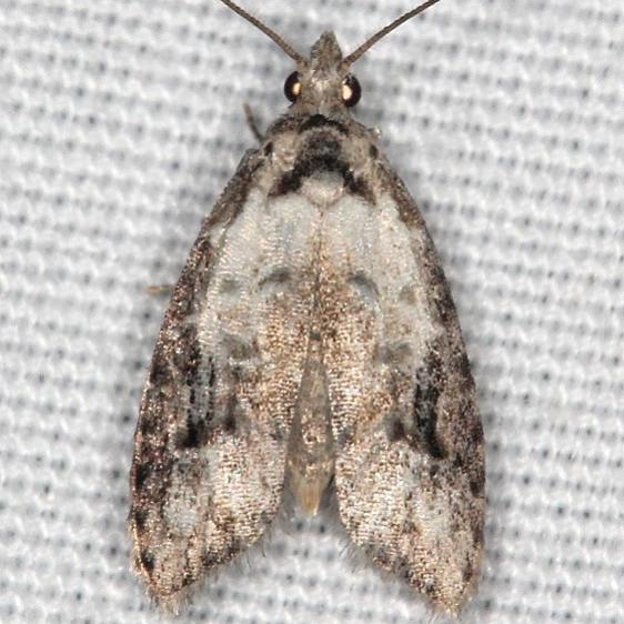 2315 Currant Fruitworm Moth Ash Rapids Lodge Lake of the Woods Ont 7-25-17 (42)_opt