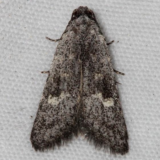 2322 Bondia fidelis Mueller St Pk BG Colorado 6-20-17 (77)_opt