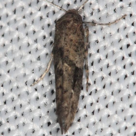 2328 Epermenia alapunctella yard 9-6-16_opt