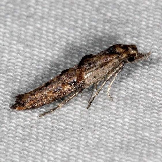 2328 Epermenia albapunctella Collier-Seminole St Pk 3-3-15