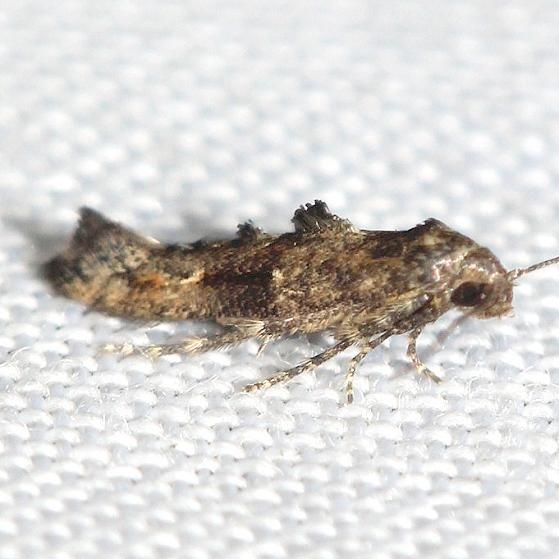 2328 Epermenia albapunctella yard 8-2-12