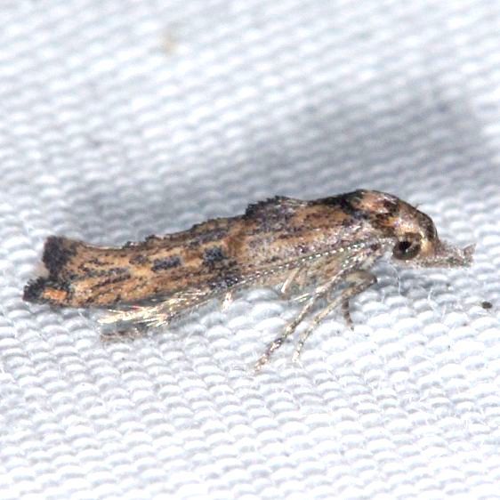 2335-Parochromolopis-floridana-BG-Collier-Seminole-St-Pk-Fl-3-20-25-6