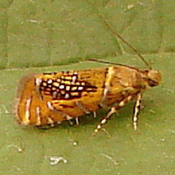 2338 Glyphipterix quadragintapunctata Glenn Helen field at covered bridge Oh 6-6-12