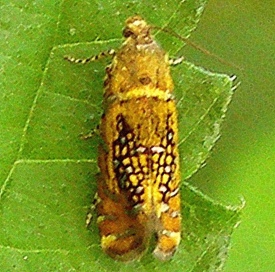 2338 Glyphipterix quadragintapunctata Glenn Helen field at covered bridge Oh 6-6-12