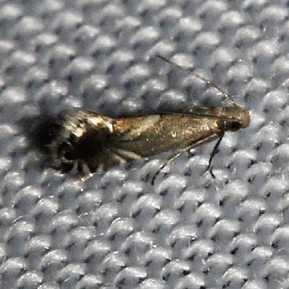 2341 Haworth's Glyphipterid Moth Kissimmee Prairie St Pk 3-17-13