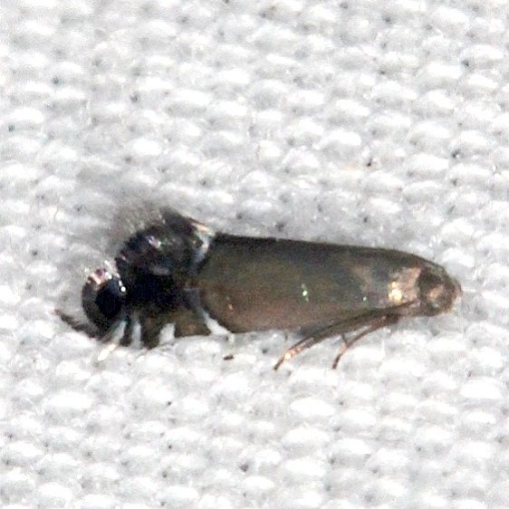 2345.1 Diploschizia minimella BG Silver Springs St Pk Fl 9-24-18 (41)_opt