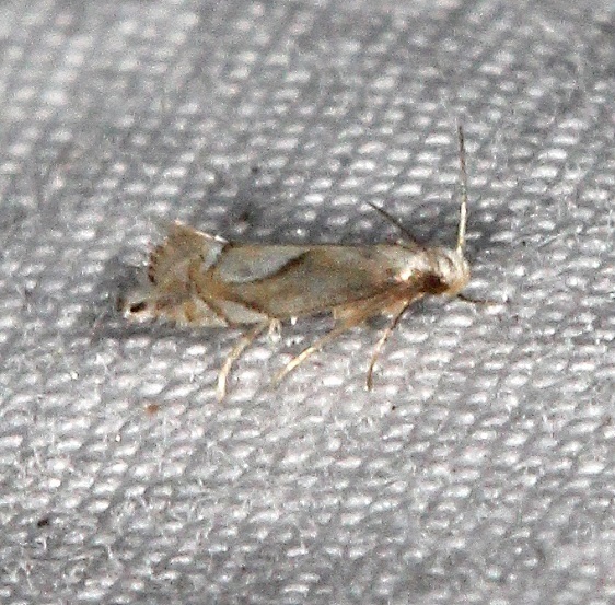 2345.2-Diploschizia-kutisi-River-Junction-Withalecoochee-St-Forest-Fl-2-23-17-0