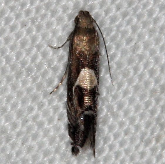 2345.4 Diploschizia habecki Oscar Scherer St Pk 3-15-15