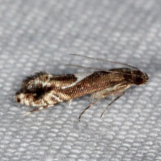 2345.4 Diploschizia habecki Oscar Scherer St Pk 3-15-15