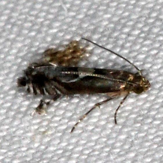 2345.4-Diploschizia-habecki-River-Junction-Withalecoochee-St-Forest-Fl-2-21-17_opt