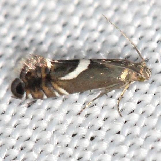 2346 Yellow Nutsedge Moth yard 5-30-13