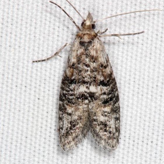 2349 Ellabella melanoclista BG Fool Hollow Lake St Pk Ariiz 5-23-17 (128)_opt