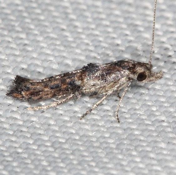 2349 Ellabella melanoclista Collier Seminole St Pk 2-26-14