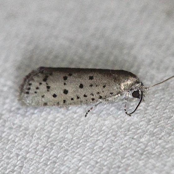 2353 Mimisa Webworm Moth yard 5-2-13