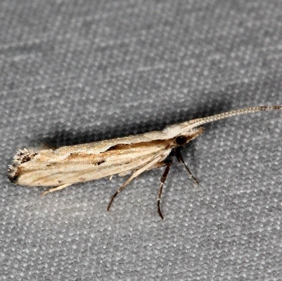 2363 Dame's Violet Moth Johathan Dickinson St Pk Fl 3-9-17_opt