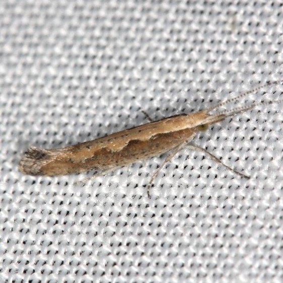 2366 Diamondback Moth yard 6-2-13