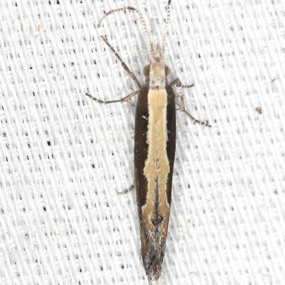 2366 Diamondback Moth yard 6-5-13
