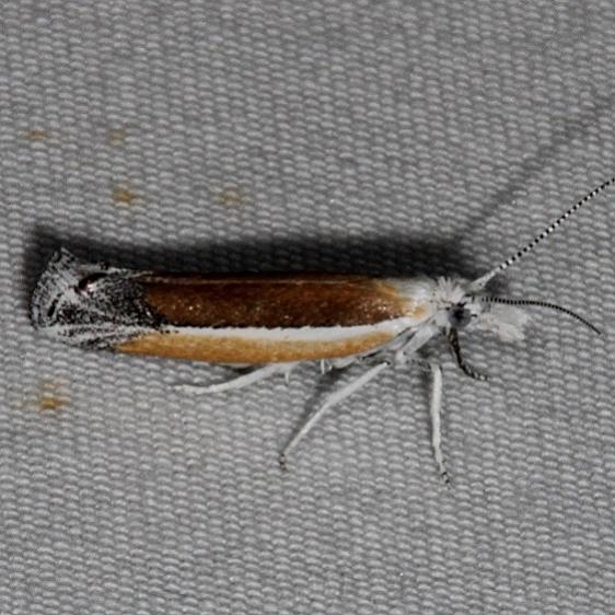2374 Ypsolopha delicatella White House campground Grand Staircase Escalnte Utah 5-25-17 (44)_opt