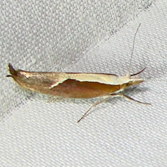 2375 European Honeysuckle Moth Blackwater River State Forest 7-10-10 (50)_opt