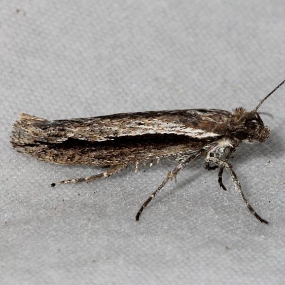 2381 Ypsolopha flavistrigella Mueller St Pk Colorado 6-20-17 (56)_opt