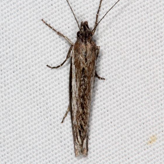 2381 Ypsolopha flavistrigella Pine Lake Dixie Natl Forest Utah 5-31-17 (16)_opt