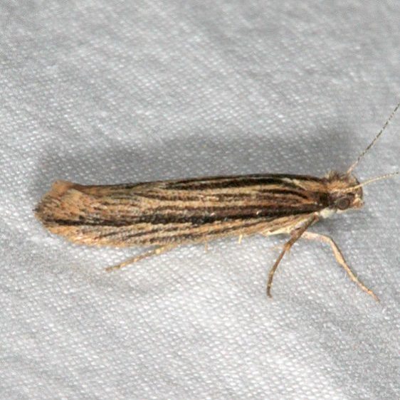2387 Ypsolopha buscki Pine-Lake-campground-Dixie Natl Forest Ut 6-2-17
