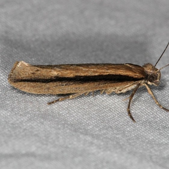 2393 Ypsolopha schwarziella BG Mesa Verde National Pk Colorado 6-9-17 (9)_opt