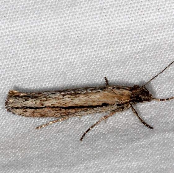 2393 Ypsolopha schwarziella Pine Lake Dixie Natl Forest Utah 5-31-17 (21)_opt