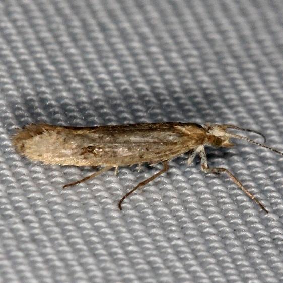 2397 Ypsolopha unicipunctella Village Creek St Pk Texas 11-9-13