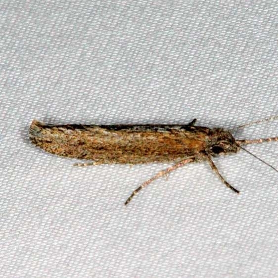 2400.97 Unidentified Ypsolopha-BG-Pine-Lake Dixie Natl Forest Utah 5-31-17