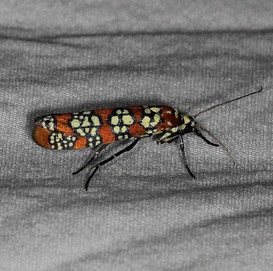 2401 Ailanthus Webworm Moth Huffman Prairie WPAFB Dayton Oh 7-27-14