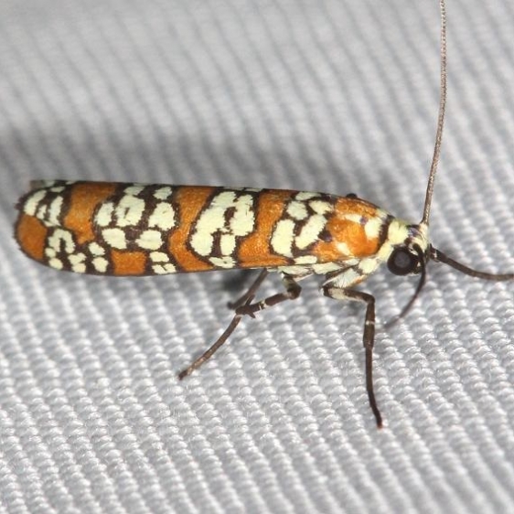 2401 Ailanthus Webworm Moth yard 5-29-13